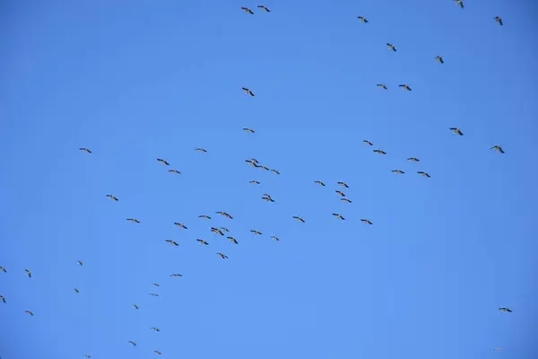 Stork Migration Grupp Himlen Migrerar — Stockfoto