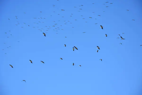 Stork Migration Grupp Himlen Migrerar — Stockfoto