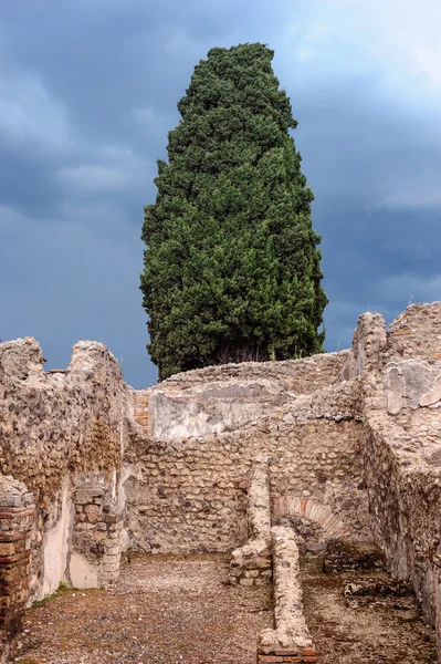 Cypress on ruins — Stock Photo, Image