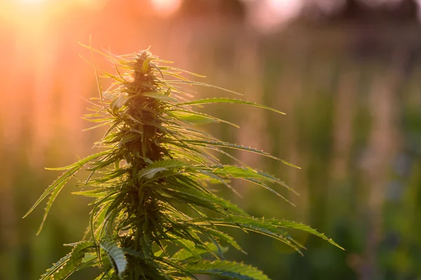 Rośliny marihuany o wschodzie słońca — Zdjęcie stockowe
