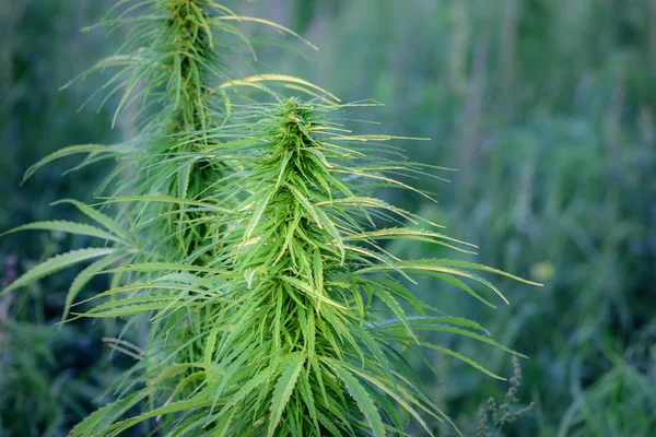 Açık havada esrar büyüyen 