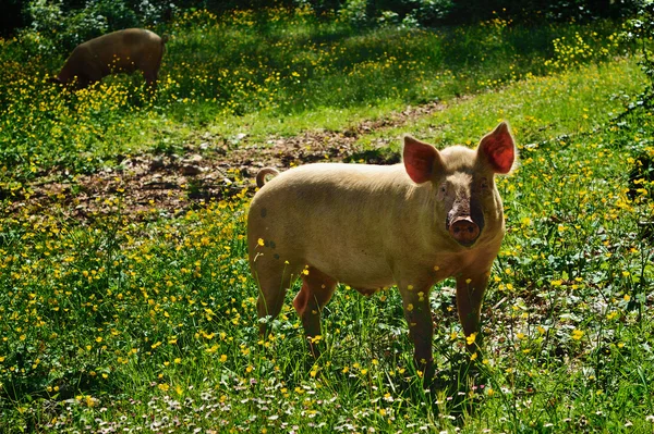 Pig on a meadow — Stock Photo, Image