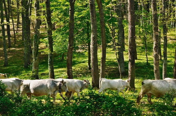 Mucche nella foresta — Foto Stock