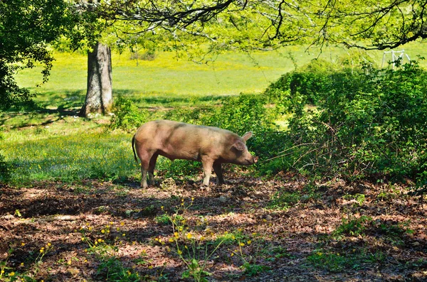 Pig on a meadow — Stock Photo, Image