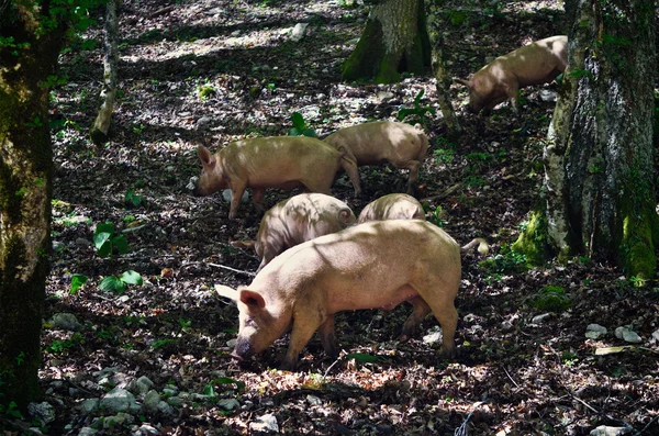 Pigs — Stock Photo, Image