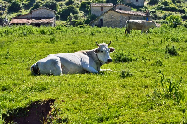 White Cow — Stock Photo, Image