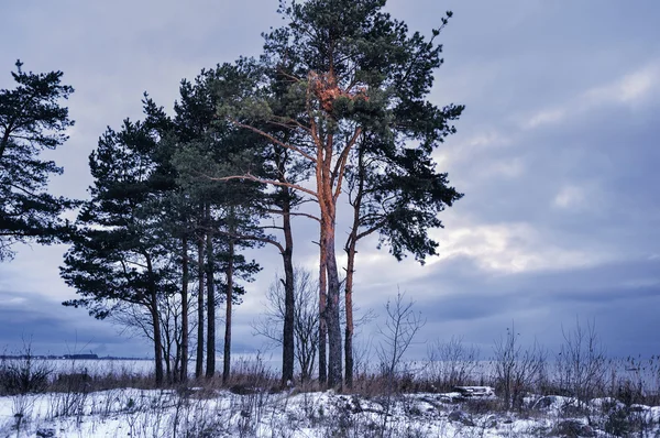 Pines op Zeekust — Stockfoto