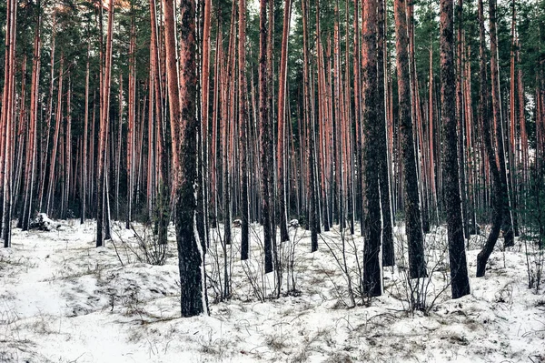 Northern pines — Stock Photo, Image