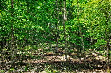 Domuzları ormanın içinde