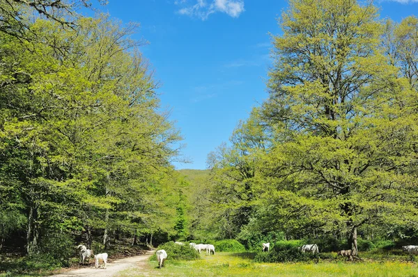 Viehweiden — Stockfoto