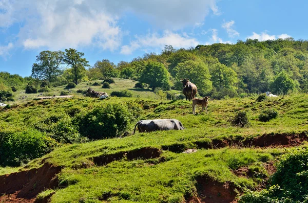 Pasture — Stock Photo, Image