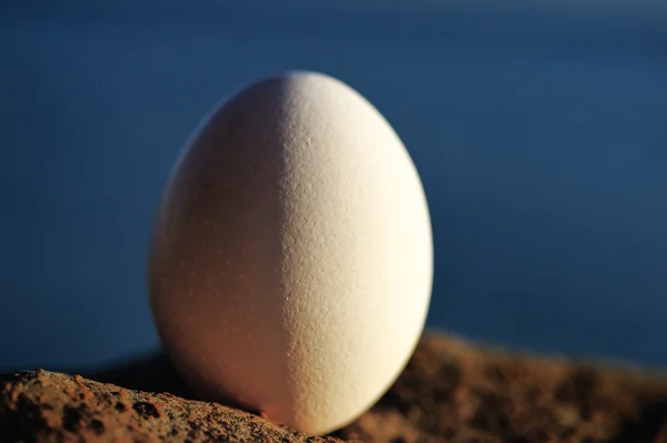 Egg on the seashore — Stock Photo, Image