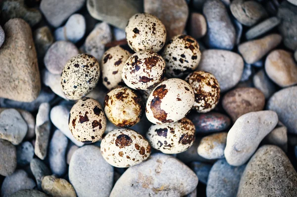 Quail eggs on the pebbles — Stock Photo, Image