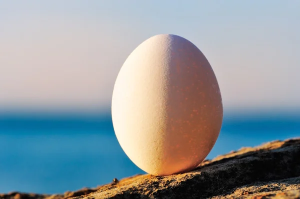 White Egg — Stock Photo, Image