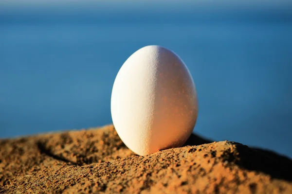 Egg on the stone — Stock Photo, Image