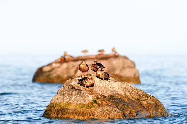 Entenruhe — Stockfoto