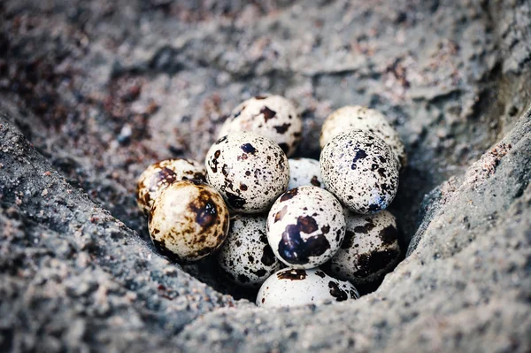 Quail eggs on the surface stone — Stock Photo, Image
