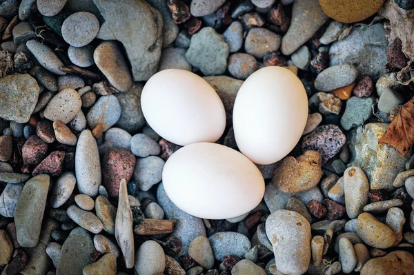 Three hen eggs — Stock Photo, Image