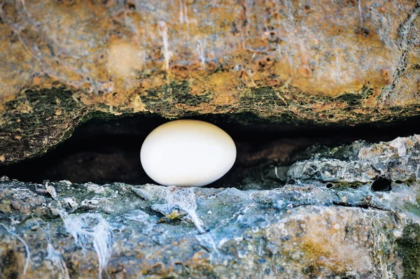 Egg between of stones — Stock Photo, Image