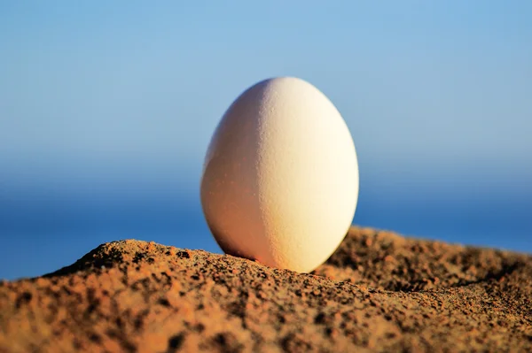 Egg on the coast — Stock Photo, Image