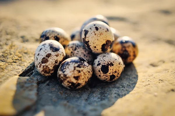 Quail eggs on the boulder — Stock Photo, Image