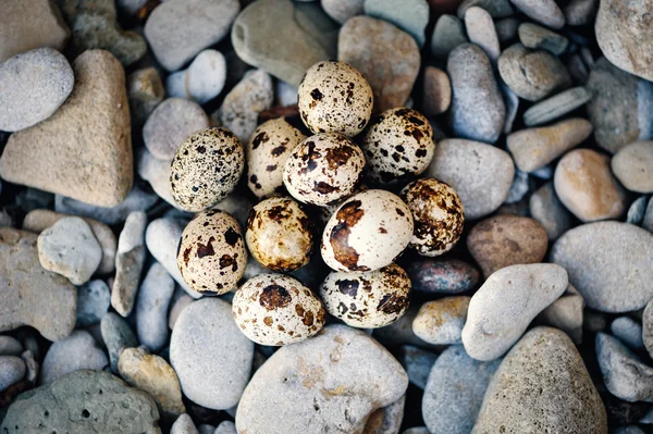 Quail eggs and pebbles — Stock Photo, Image