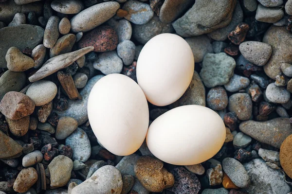 White Eggs — Stock Photo, Image