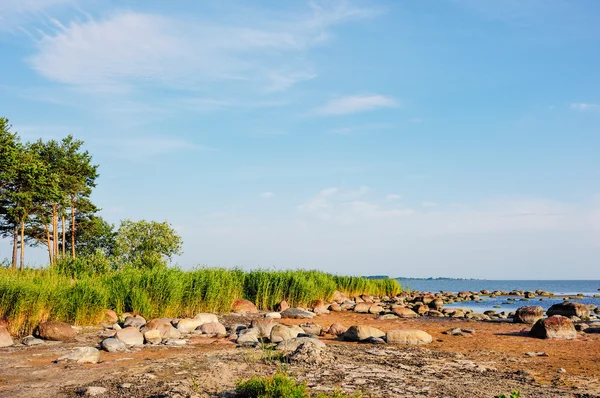 Cañas espesas en la costa —  Fotos de Stock