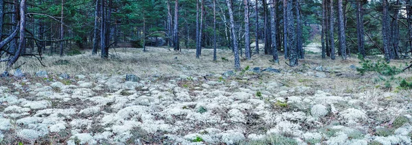 Pines and moss — Stock Photo, Image