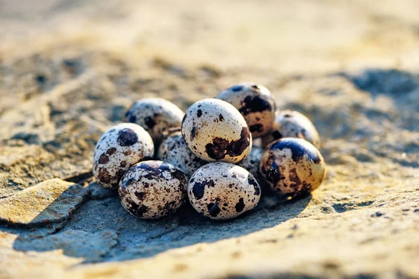 Quail eggs on the stone — Stock Photo, Image