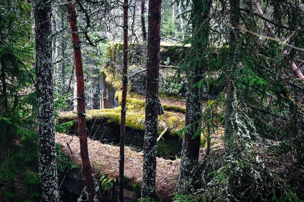 Moss on ruins — Stock Photo, Image