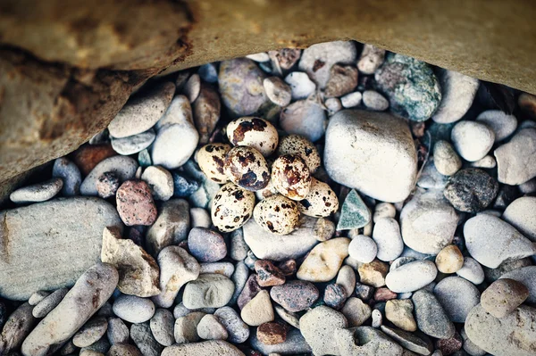 Quail eggs — Stock Photo, Image