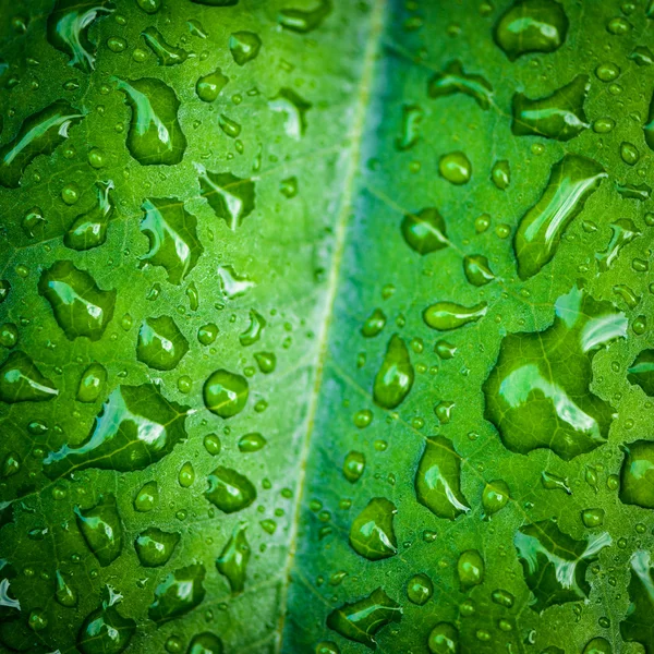 Gotas na folha verde — Fotografia de Stock