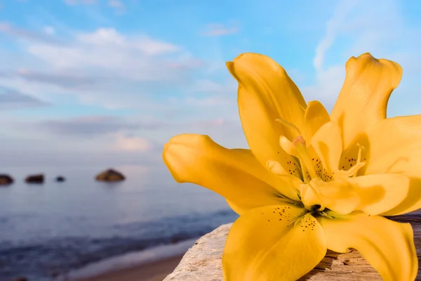 Lily na pobřeží — Stock fotografie