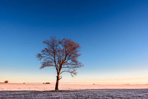 Eenzame boom op de bank — Stockfoto