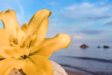 Lily sahil üzerinde