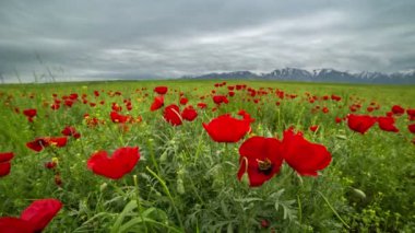 Beautiful blossom red poppies flowers