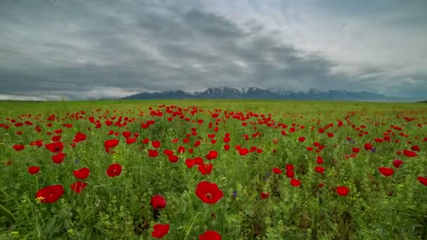 Blossoms red poppies in the field — 图库视频影像