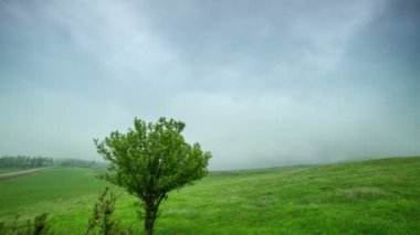 cloudy mist covers a green field