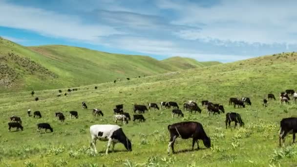 Kudde koeien grazen in een weiland in de bergen, Kazachstan - 4k Timelapse — Stockvideo