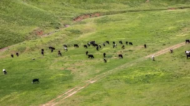 Rinderherde weidet auf einer Weide, Kasachstan - 4k Zeitraffer — Stockvideo