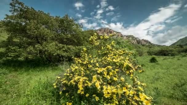 Flowers of wild rose in the mountains, Kazakhstan - 4K Timelapse — Stock Video
