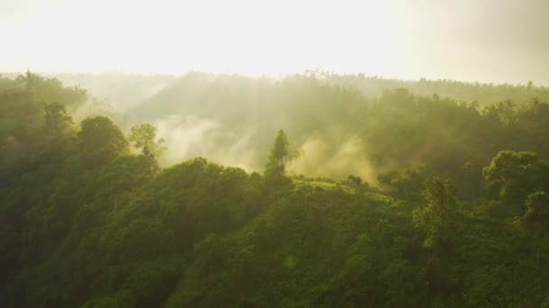 素晴らしい景色太陽と雨の朝の光線でジャングルや緑の木々と熱帯雨林。空中ビュー｜4K. — ストック動画