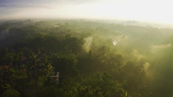 Amazon yağmur ormanlarının üzerine sabah sisi ve yağmur yağdı. Hava görüntüsü 4K. — Stok video