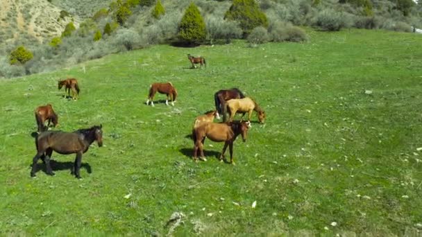 Лошади пасутся на просторах Казахстана на фоне гор. Вид с воздуха 4K. — стоковое видео