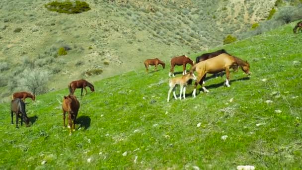 Стадо лошадей и жеребцов пасутся в горах Алматы, Казахстан. Вид с воздуха 4K. — стоковое видео