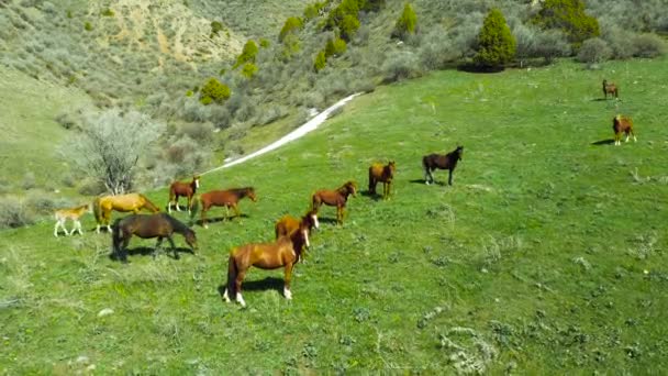 O rebanho de cavalos é pastoreado contra montanhas no Cazaquistão. Vista aérea 4K. — Vídeo de Stock