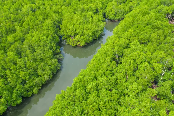 Aerial view of mangrove forest and river on the Coron island, Philippines.