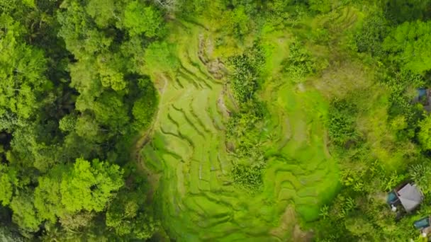 Aerial view rice terraces in Bali, Indonesia — Stock Video