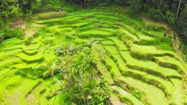 Aerial view rice terraces in Bali, Indonesia — Stock Video